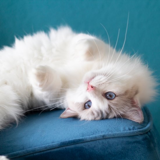 weiße Ragdoll Katze